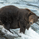 151 Walker, a 2021 Fat Bear Week finalist, standing in a river.